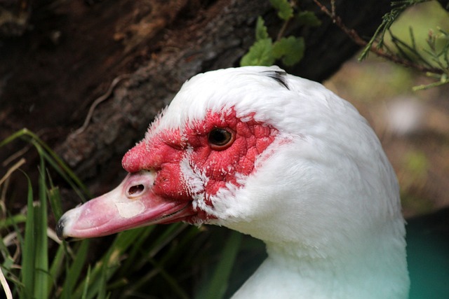 候选人中 候选人中